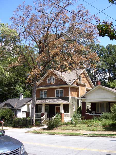Dead Oak Tree in Atlanta, Dan Curl Comprehensive Home Inspections
