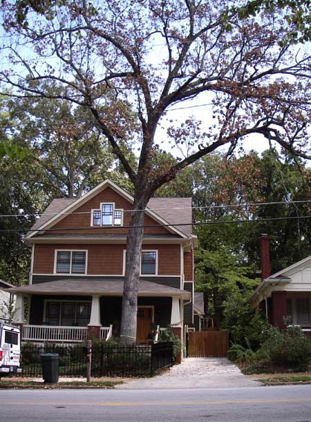 Dead Oak Tree Atlanta
