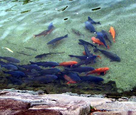 Takayama in Gifu prefecture Koi in the river