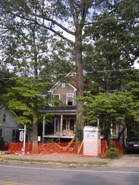 Soon to be dead Red Oak - Dan Curl