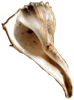 Click on the conch to go home