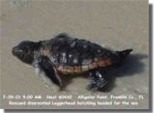 Baby turtle, click picture to enlarge
